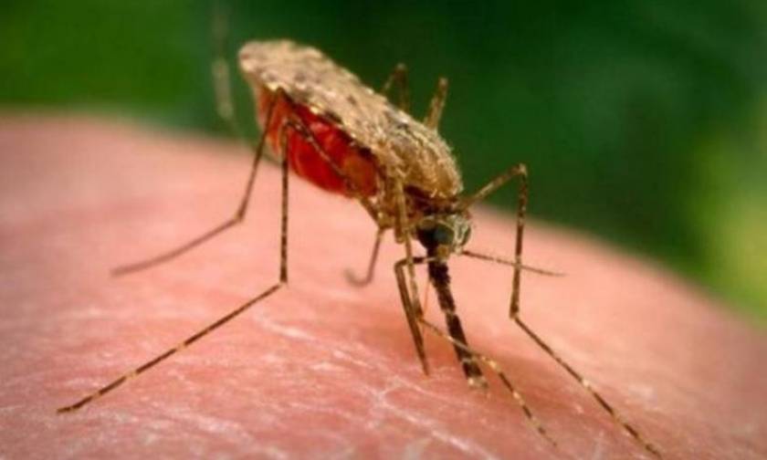Κρήτη: Κουνούπια – Τουρισμός σημειώσατε 1 (Video)
