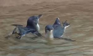 Σαν ευτυχισμένοι πιγκουίνοι... (video)