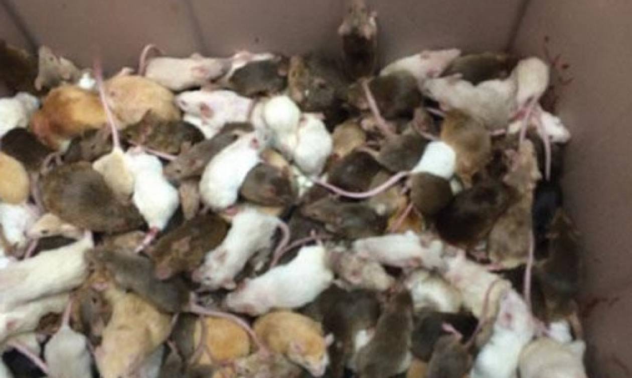 Καναδάς: 1.000 ποντίκια, σκύλοι, γάτες και ψάρια βρέθηκαν κλεισμένα σε ένα σπίτι