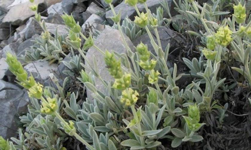 Πάρνωνας: Μέτρα για την προστασία των αρωματικών φυτών