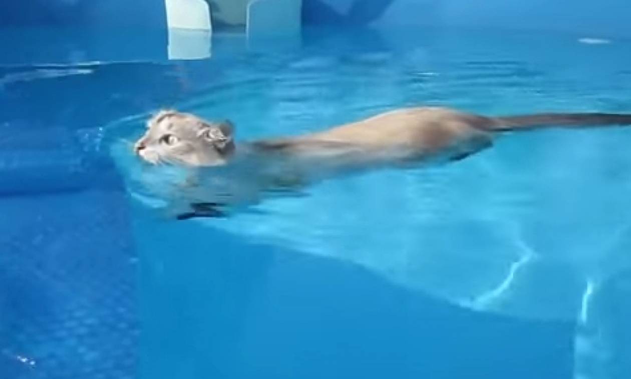 Ο γάτος που κολυμπάει σαν χέλι... (video)
