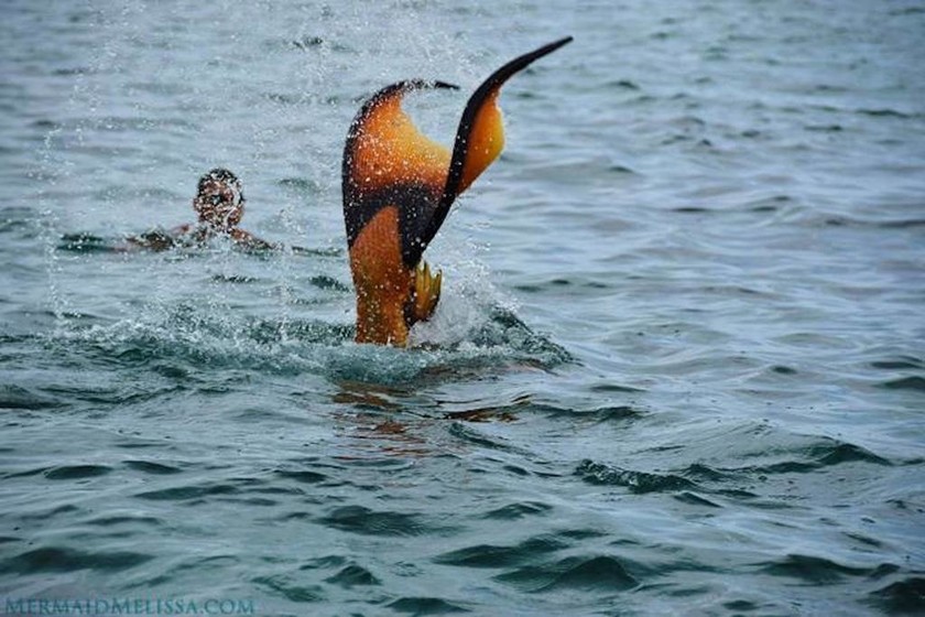 Γοργόνα κολυμπά μαζί με δολοφονικά σαλάχια! (photos+videos) 