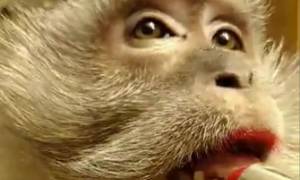 Χαμός στο διαδίκτυο με τον πίθηκο που βάφεται σαν γυναίκα! (video)