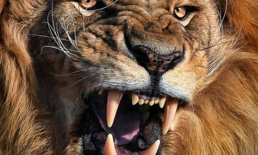Ν. Αφρική: Λιοντάρι εισέβαλε στο αυτοκίνητο τουρίστριας και την κατασπάραξε ζωντανή! (videos)