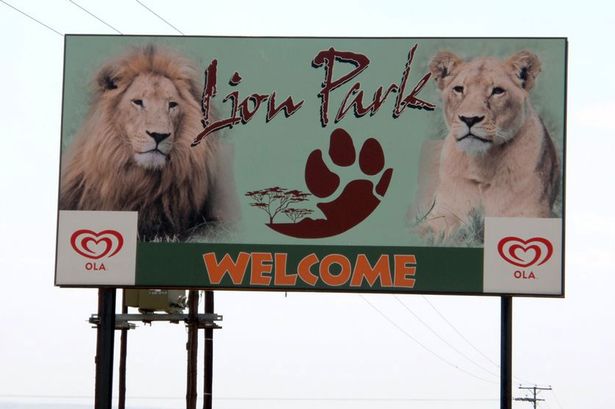 lion park3