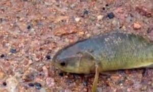 Το μεταλλαγμένο ψάρι δολοφόνος που ζει μέρες στη στεριά (video)