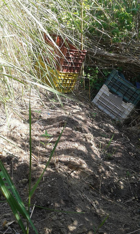 Ημαθία: Εντοπίστηκε και εκριζώθηκε οργανωμένη φυτεία με 133 δενδρύλλια