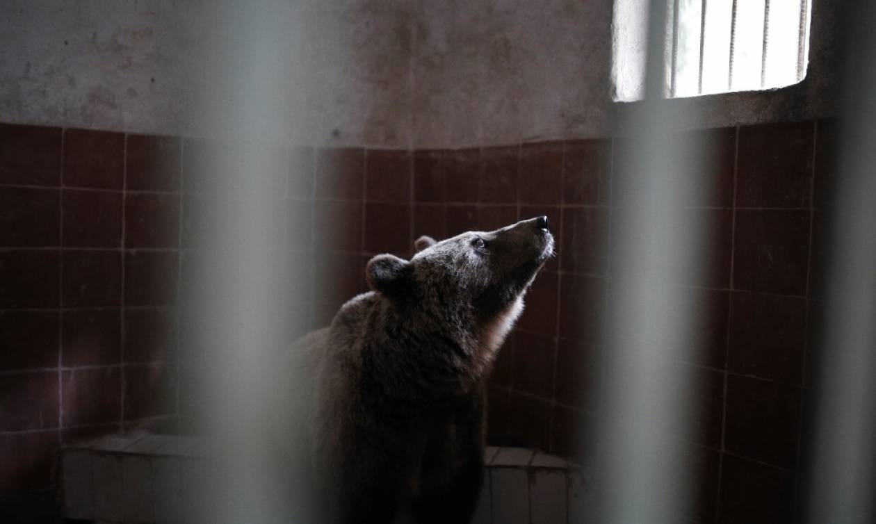 Θεσσαλονίκη: Επιτέλους ελεύθεροι οι λύκοι και οι αρκούδες