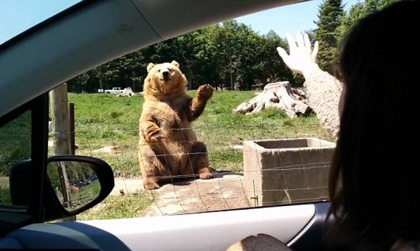 Αρκούδα με… επικοινωνιακό χάρισμα: Δείτε τι κάνει όταν πλησιάζουν τουρίστες (video)