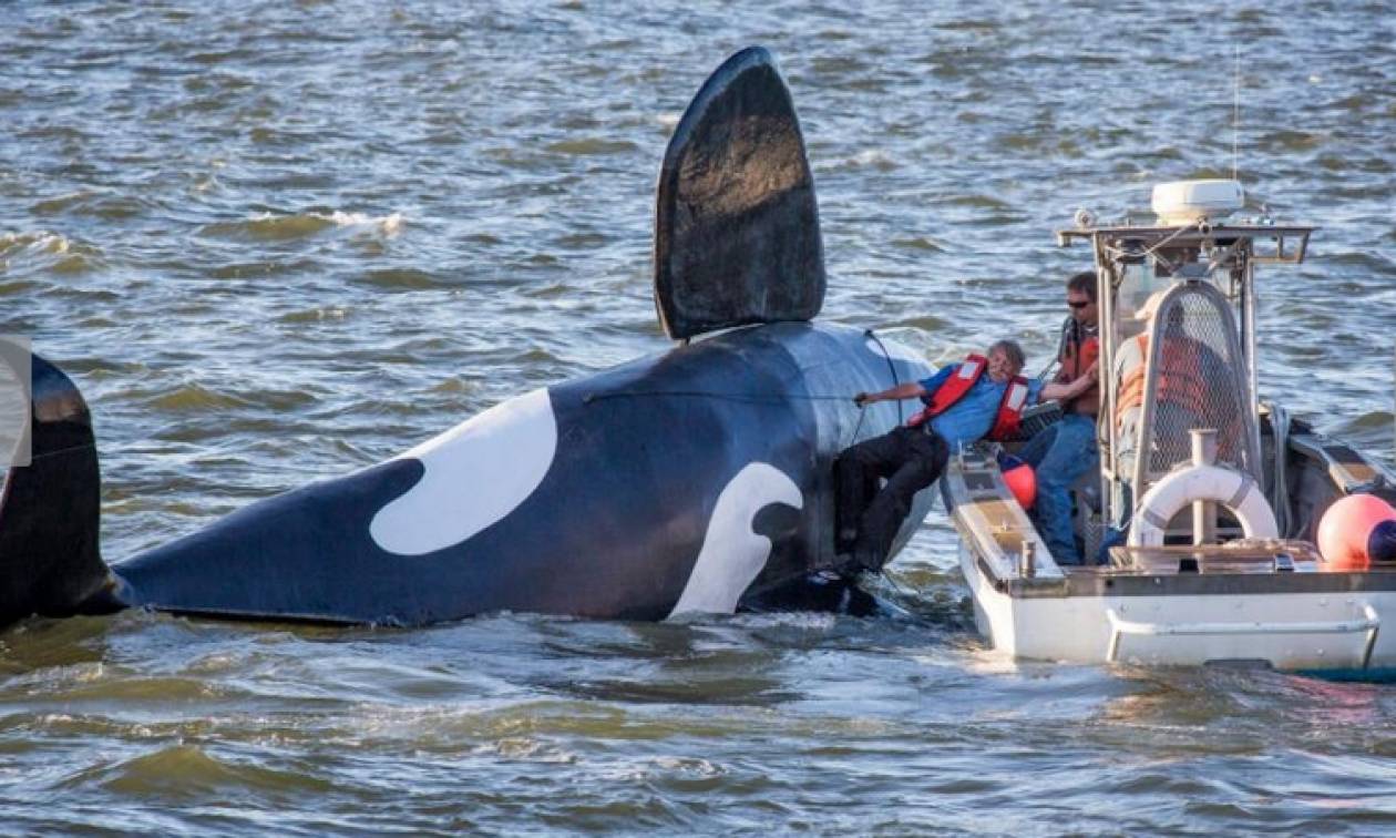 ΗΠΑ: Φάλαινα – τρομοκράτης σε… ειδική αποστολή (pics)
