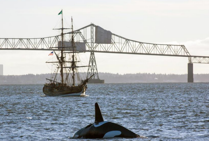 ΗΠΑ: Φάλαινα – τρομοκράτης σε… ειδική αποστολή (pics)     