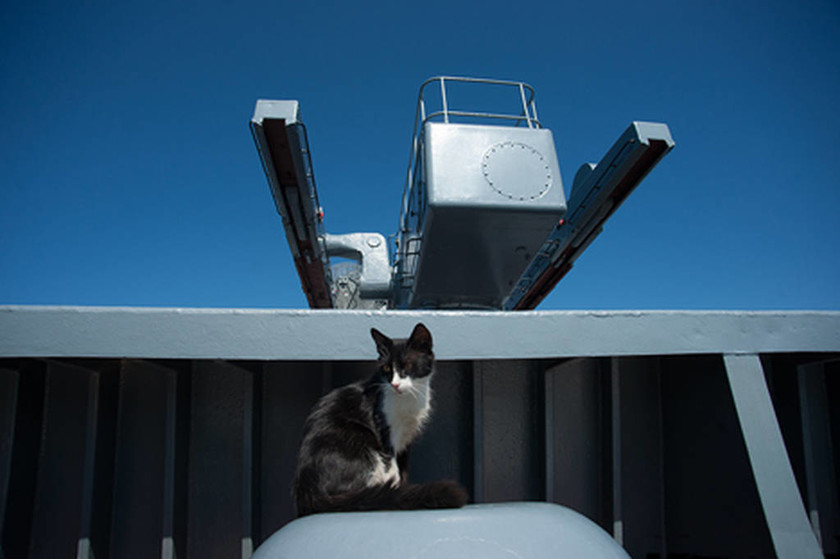 Γάτες και αρκούδες στην «υπηρεσία» του Ρωσικού Πολεμικού Ναυτικού (pics)