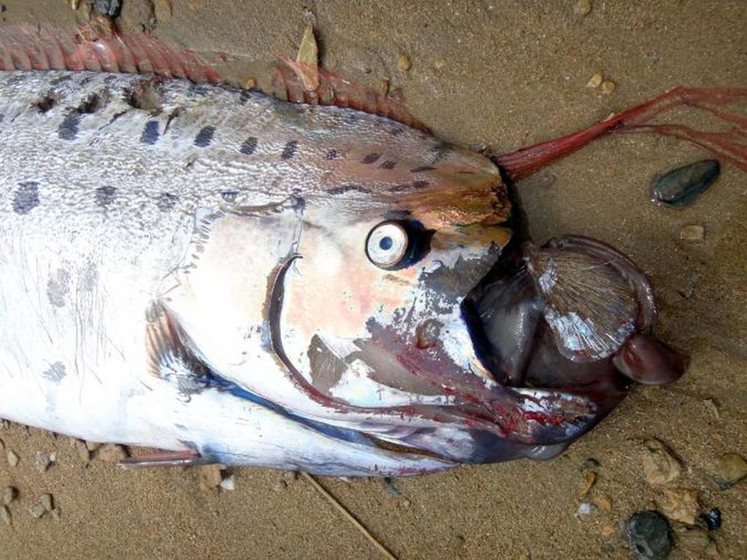 Τρόμος από το γιγάντιο ψάρι που ξεβράστηκε στις ακτές της Καλιφόρνια! (photos)
