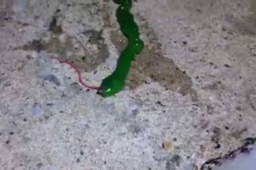 Πανικός στο διαδίκτυο από το πράσινο σκουλήκι με τη δηλητηριώδη «γλώσσα»! (video)