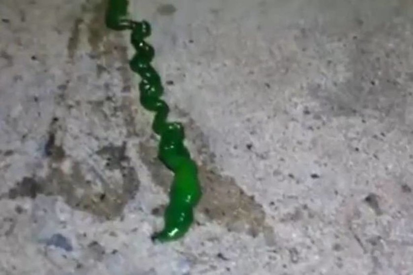 Πανικός στο διαδίκτυο από το πράσινο σκουλήκι με τη δηλητηριώδη «γλώσσα»! (video)