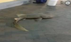Στήθηκε έξω από σούπερ μάρκετ για να πουλήσει το ζωντανό… καρχαρία του! (video)