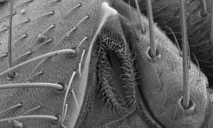 Απίστευτο βίντεο: Τι συμβαίνει κάτω από το δέρμα όταν μας τσιμπάει κουνούπι