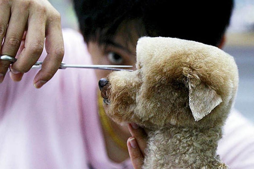 Ιαπωνία: Γιατί όλοι οι σκύλοι έχουν τετράγωνο κούρεμα; (photos)