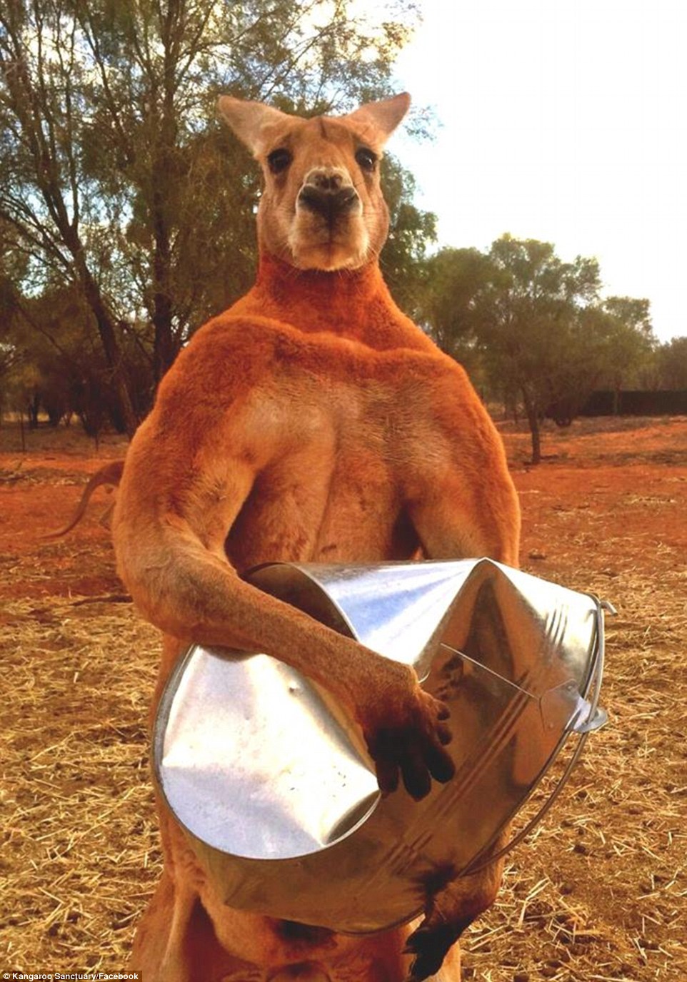 Roger kangaroo