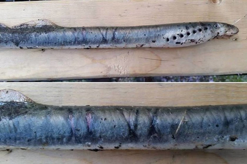 Τρόμος στην Αλάσκα: Έβρεξε δολοφονικά ψάρια… βαμπίρ! (videos+photos)