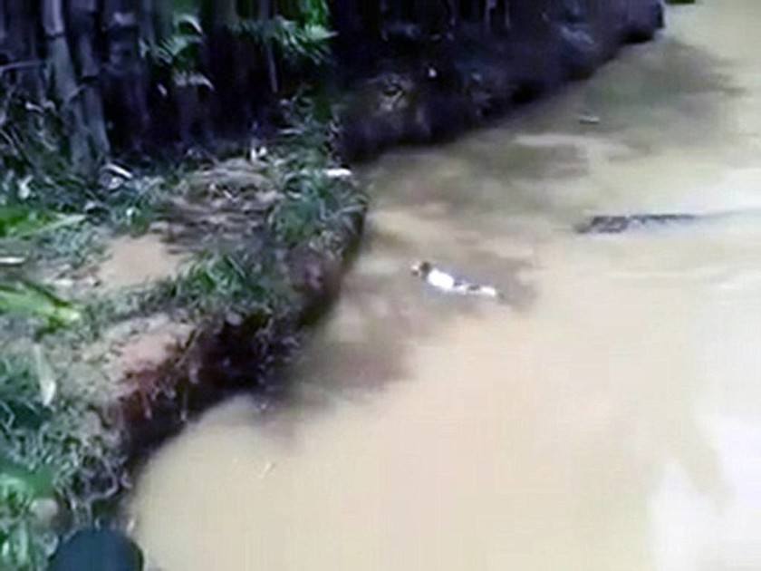 Κανιβαλισμός: Ταϊζουν κροκόδειλους με ζωντανές γάτες (video & pics)