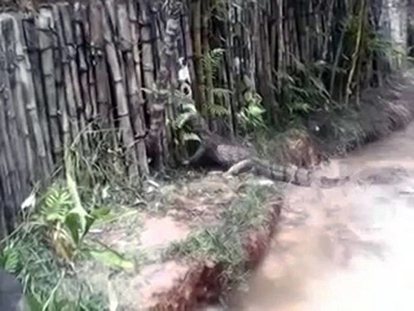 Κανιβαλισμός: Ταϊζουν κροκόδειλους με ζωντανές γάτες (video & pics)