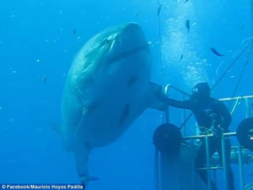 Εντοπίστηκε ο μεγαλύτερος λευκός καρχαρίας και είναι τρομακτικός (photos&video)