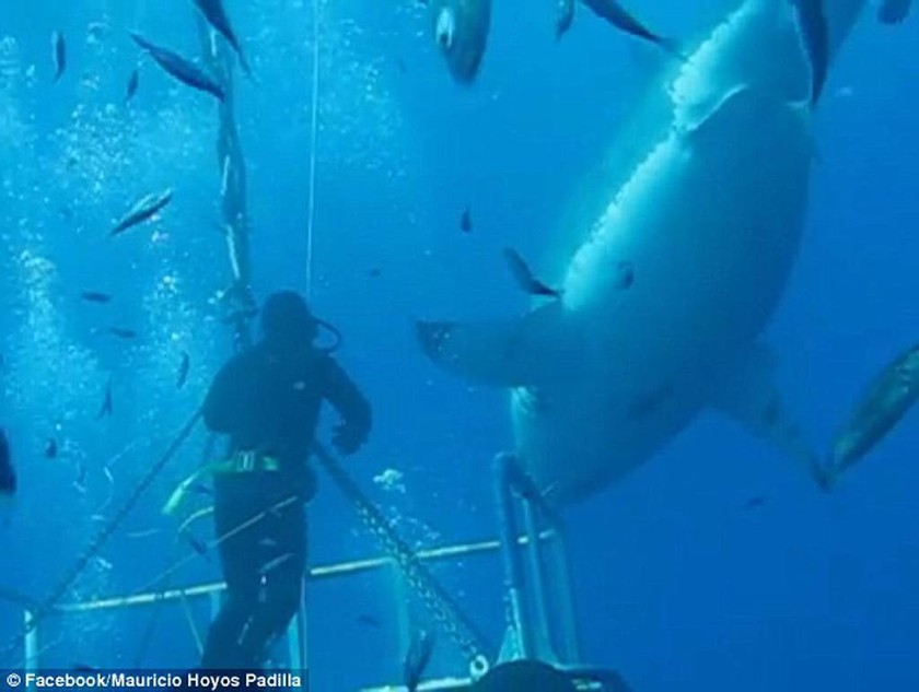Εντοπίστηκε ο μεγαλύτερος λευκός καρχαρίας και είναι τρομακτικός (photos&video)