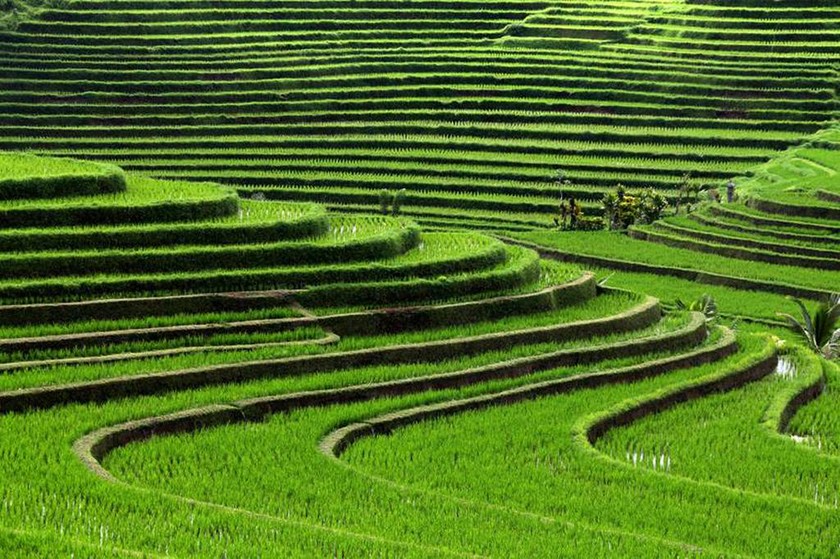  Rice terraces, Bali, Ινδονησία