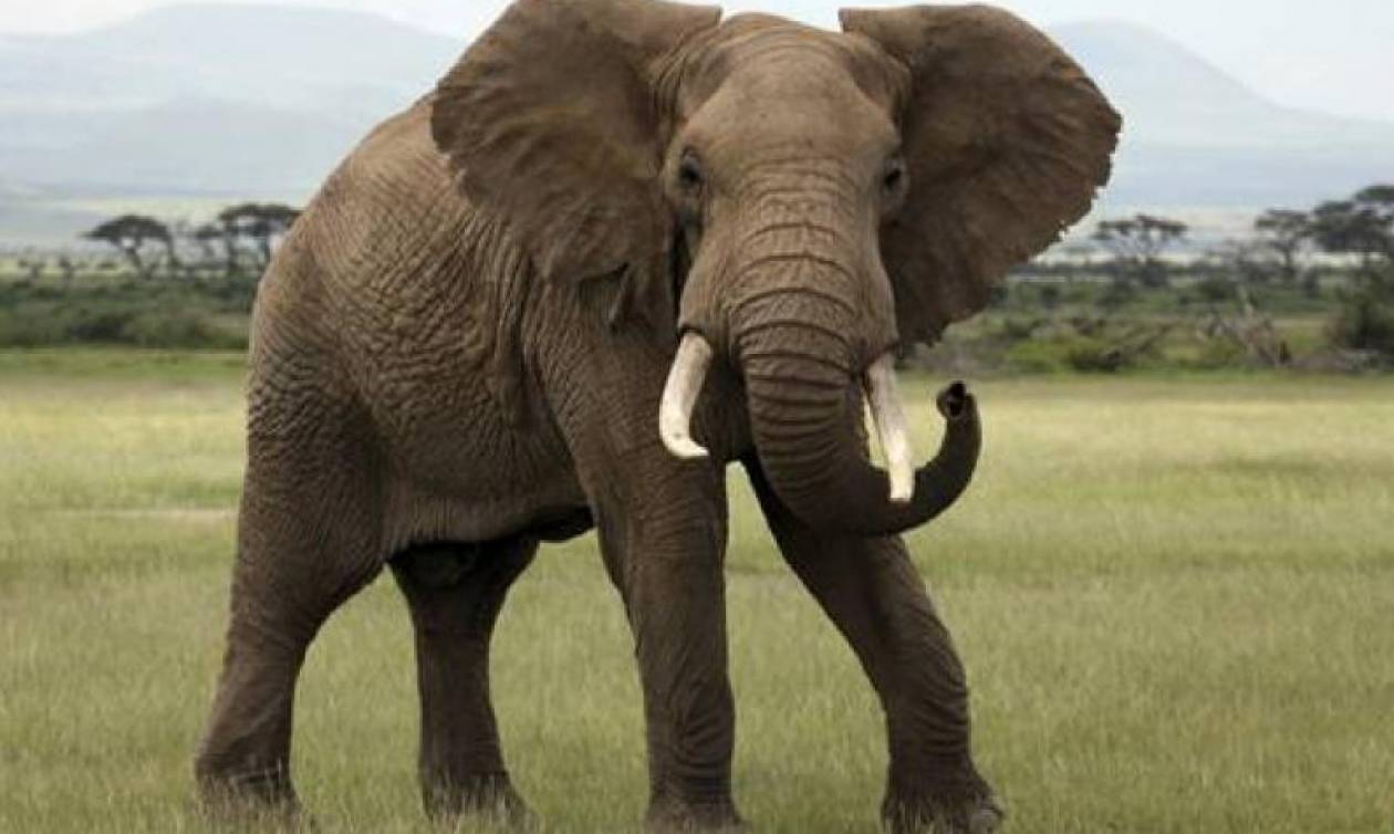 Γερμανία: Ελέφαντας δραπέτευσε από τσίρκο και σκότωσε 65χρονο (photos)
