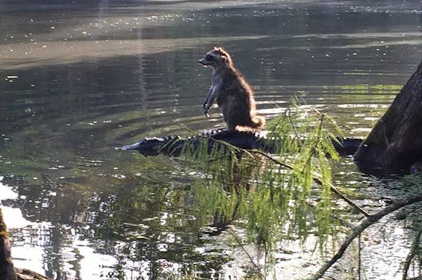 Ρακούν βολτάρει στην πλάτη αλιγάτορα (photo)