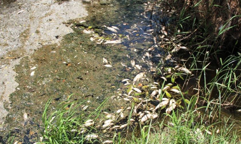 Θεσσαλονίκη: Νεκρά ψάρια εντοπίστηκαν στον ποταμό Μπογδάνα