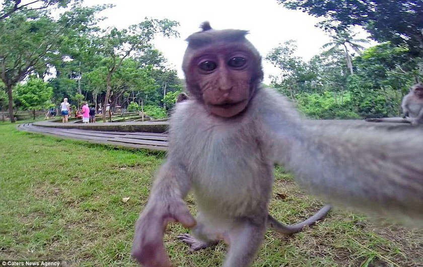 Μαϊμουδίτσα έκλεψε κάμερα και έβγαλε την τέλεια selfie (photos&video) 