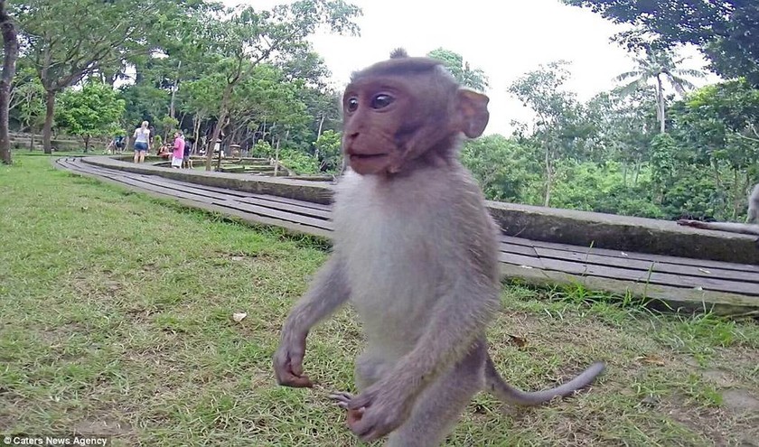 Μαϊμουδίτσα έκλεψε κάμερα και έβγαλε την τέλεια selfie (photos&video) 