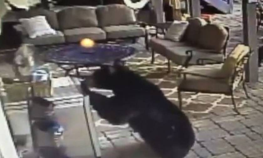 Δε θέλει κόπο, θέλει τρόπο: Διψασμένη αρκούδα κλέβει… μπύρες από σπίτι (video)