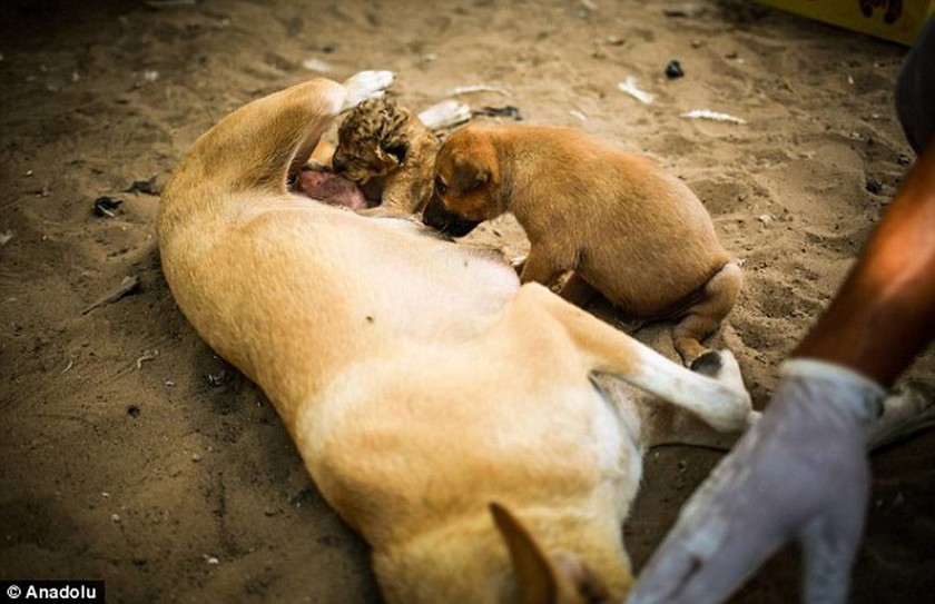 Μωρό λιοντάρι υιοθετήθηκε από σκυλί (photos)