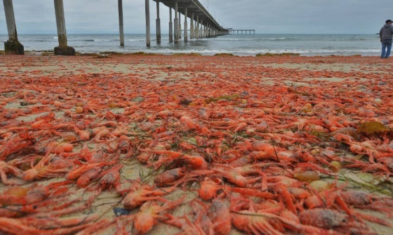 Η ακτή βάφτηκε κόκκινη: Επέλαση χιλιάδων καβουριών (video & photos)