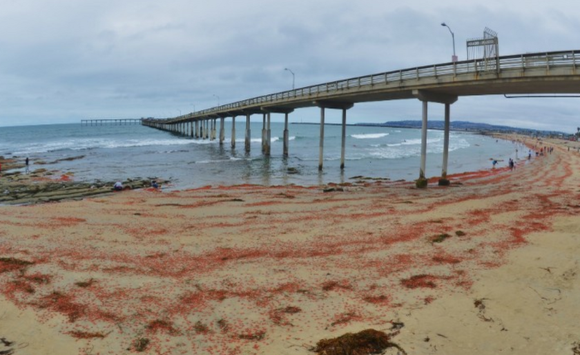 Η ακτή βάφτηκε κόκκινη: Επέλαση χιλιάδων καβουριών (video & photos)