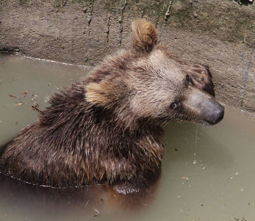 Τετραπέρατη αρκουδίτσα: Δείτε πώς κατάφερε να γλιτώσει από ένα πηγάδι (pics) 