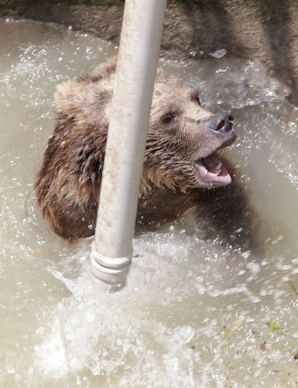 Τετραπέρατη αρκουδίτσα: Δείτε πώς κατάφερε να γλιτώσει από ένα πηγάδι (pics) 