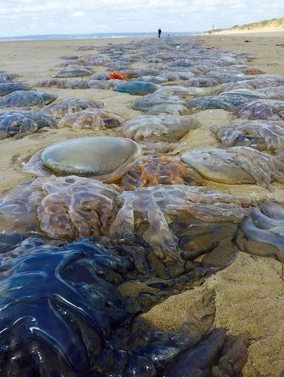 Τεράστιες μέδουσες στις παραλίες της Βρετανίας (photos)