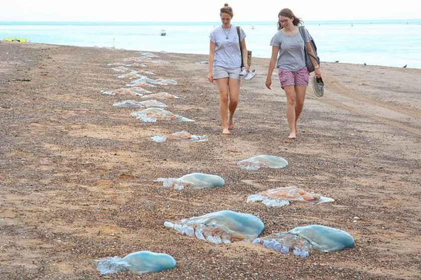 Τεράστιες μέδουσες στις παραλίες της Βρετανίας (photos)