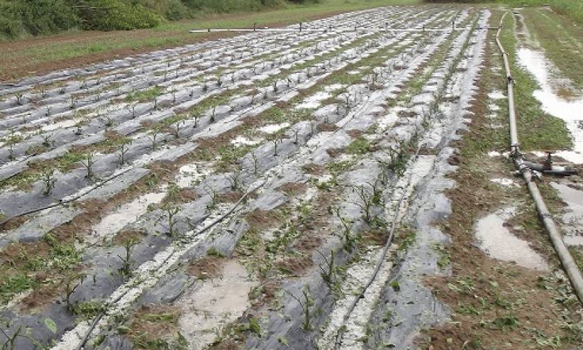 Λάρισα: Ζημιές σε καλλιέργειες από τη χαλαζόπτωση