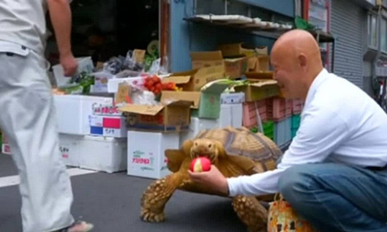 Τσάρκα με τη… χελώνα του: Το κατοικίδιο που έγινε σταρ του Διαδικτύου (video & pics)