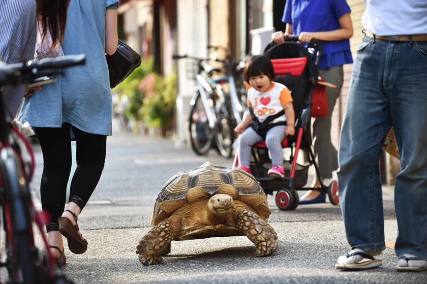 Τσάρκα με τη… χελώνα του: Το κατοικίδιο που έγινε σταρ του Διαδικτύου (video & pics) 