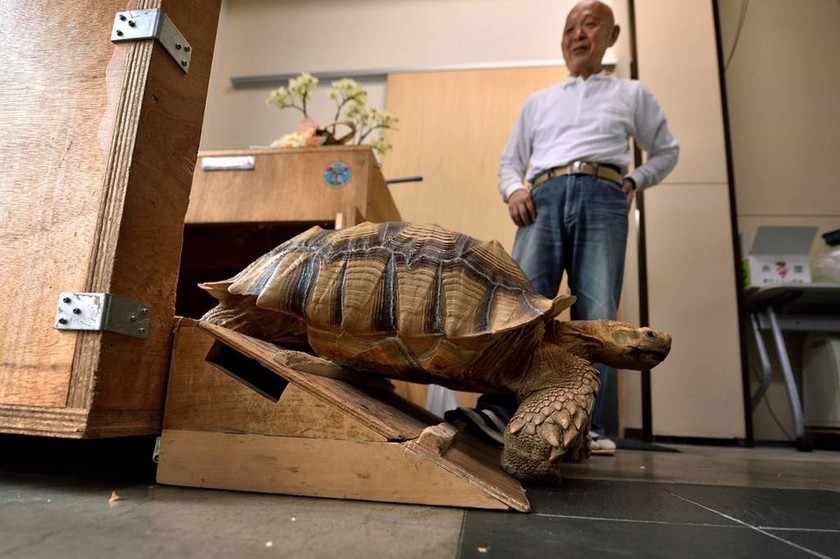 Τσάρκα με τη… χελώνα του: Το κατοικίδιο που έγινε σταρ του Διαδικτύου (video & pics) 