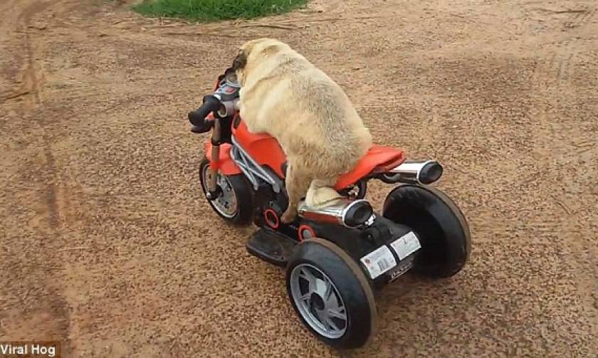 Easy Rider: Σκύλος με έμφυτο ταλέντο στην οδήγηση (video)