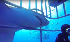 Μεξικό: Σοκαριστική επίθεση λευκού καρχαρία σε δύτες! (video)