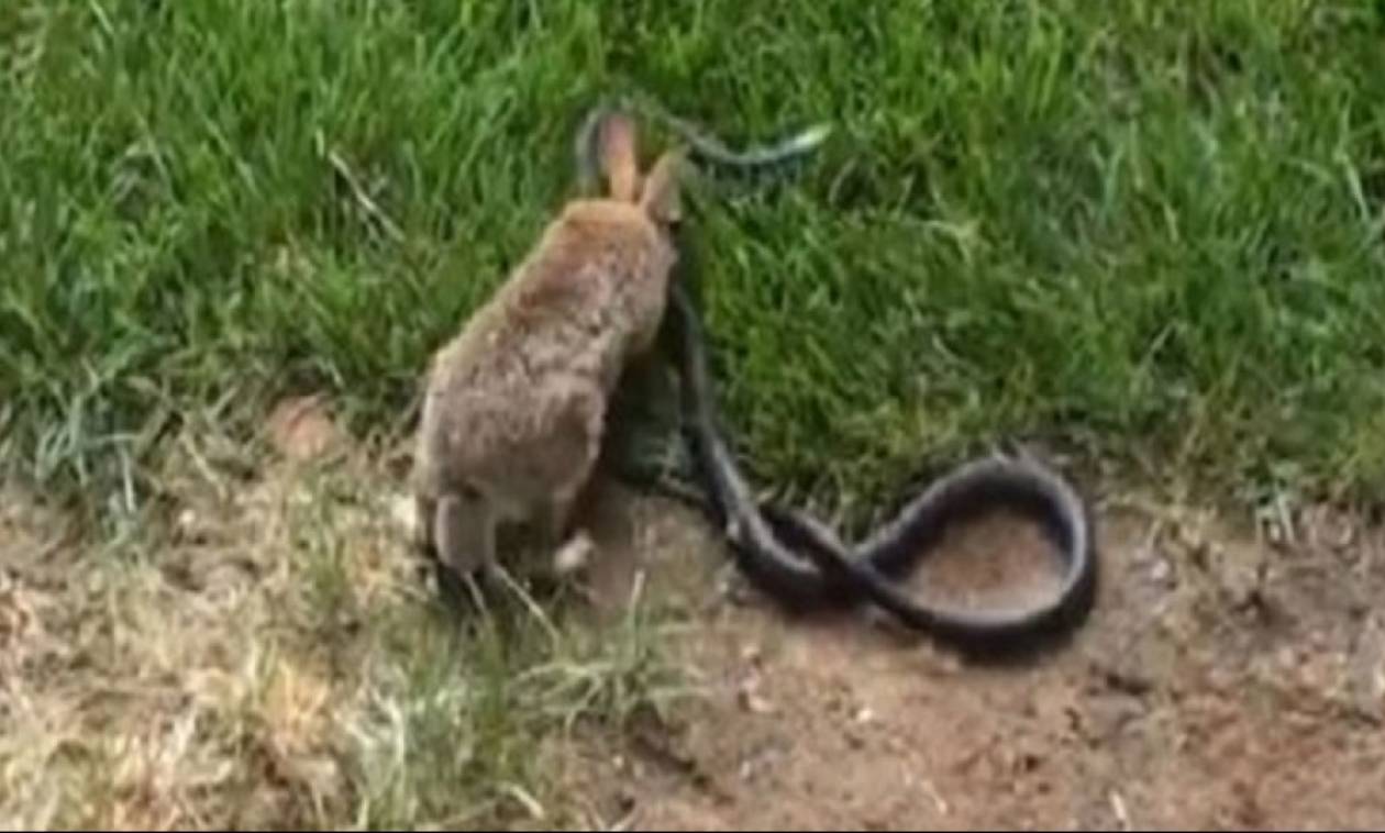 Επική μάχη: Κουνέλι επιτίθεται σε φίδι για να προστατέψει τα μικρά του (video)