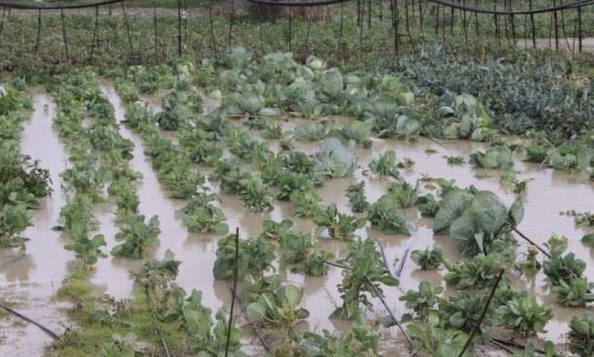 Φαρκαδόνα: Σε απόγνωση οι αγρότες από τις καταστροφές σε καλλιέργειες